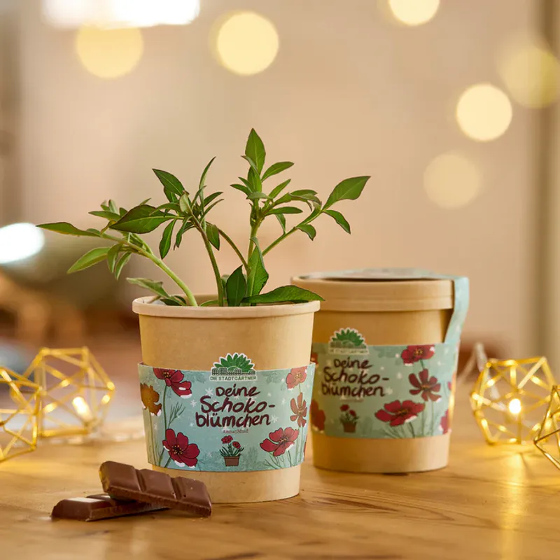 Chocolate Flower Growing Kit / Die Stadtgärtner